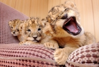 ミニタイガース