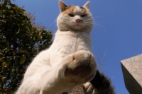 こないと踏んじゃうよ